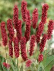 Bistorta amplexicaulis (Persicaria amplexicaulis) 'Fat Domino'